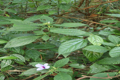 Barleria involucrata var. elata